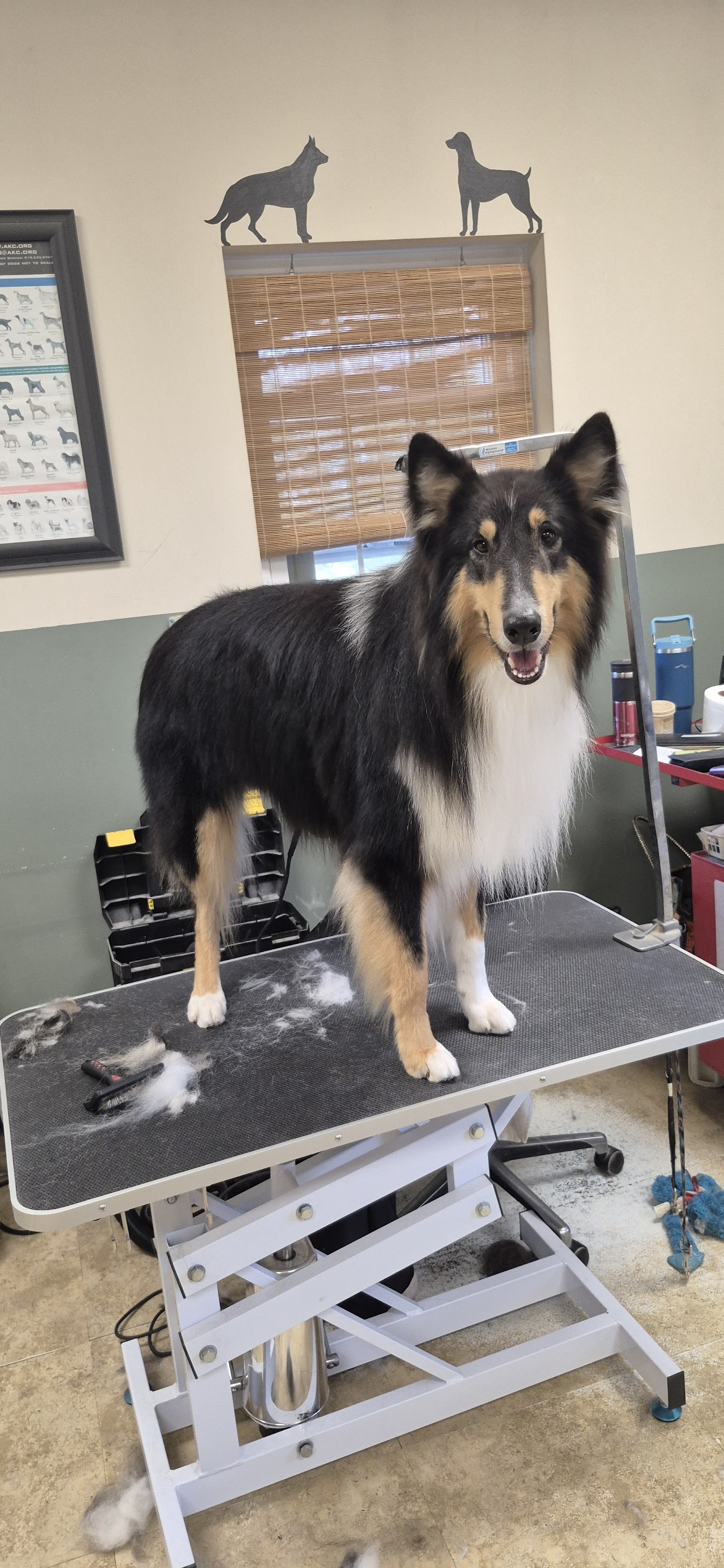 Carolina Pet Resort LLC photo 3