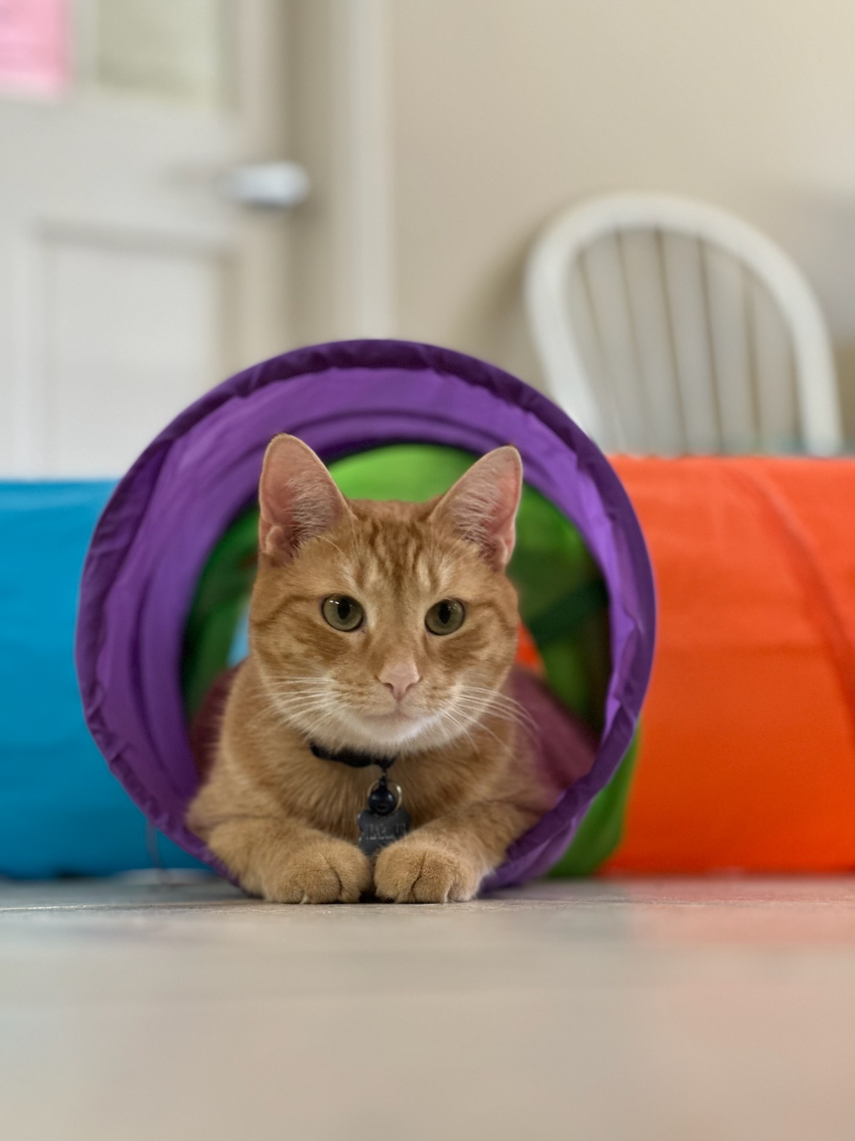 Carolina Pet Resort LLC photo 1