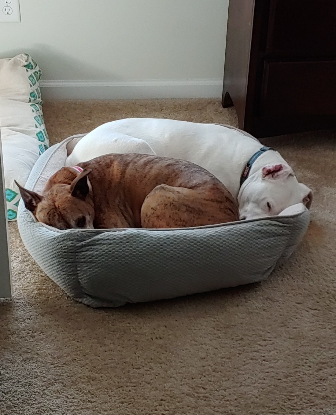 Carolina Pet Resort LLC photo 2