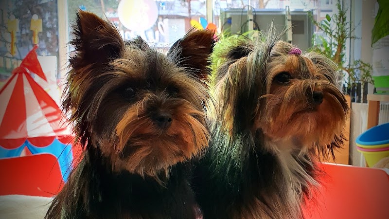 Puppy Daycare "Perros Pequeños"