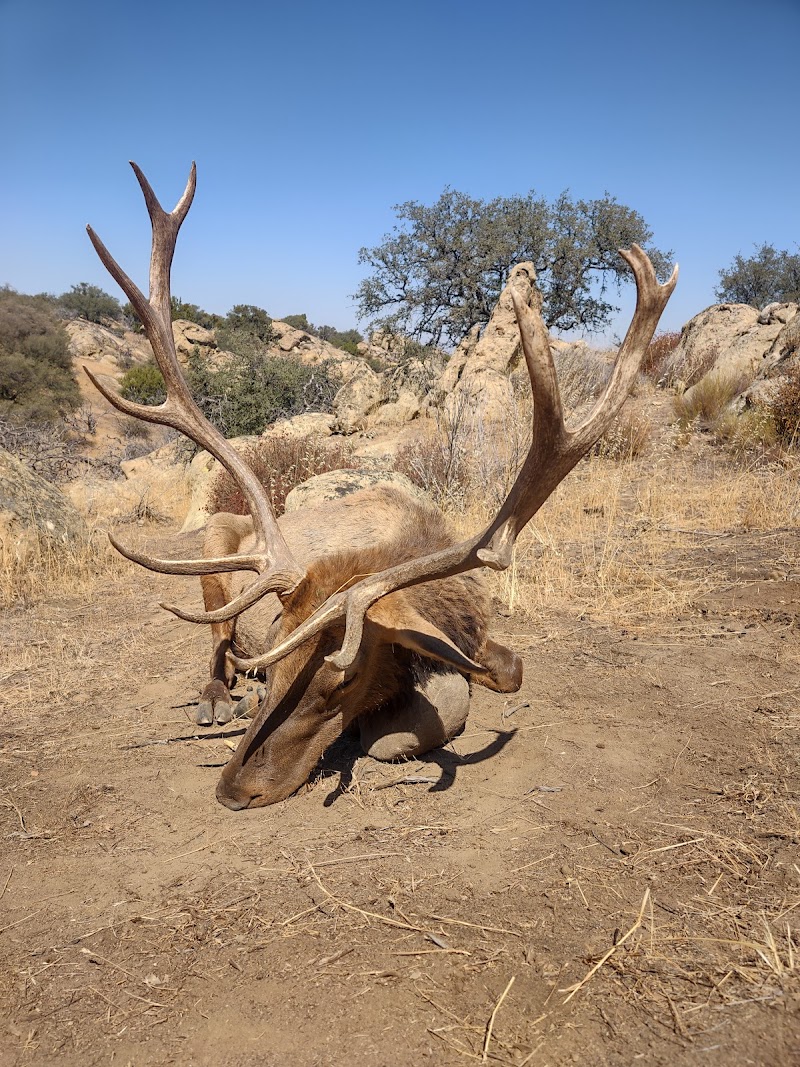 Twisselman Outfitters tule elk hunts - Photo 4