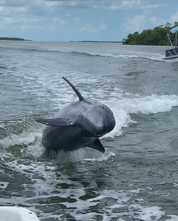 Everglades Boat Tours