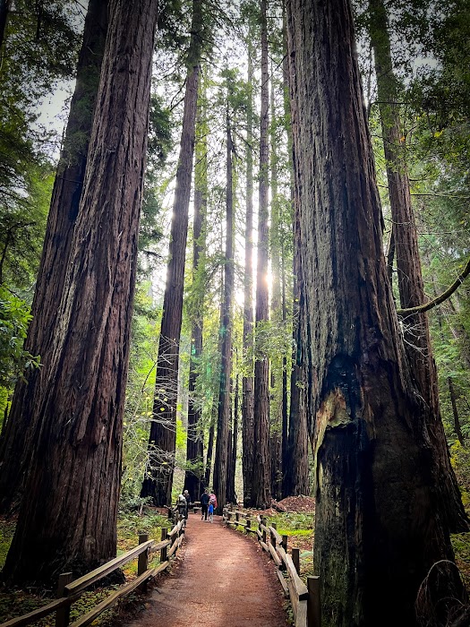 Muir Woods National Monument fotoğraf 1