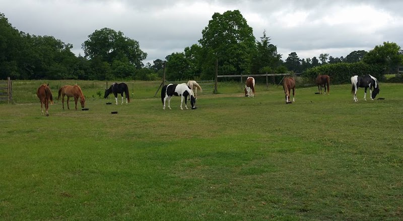 St John Ranch Louisiana Horse Riding - Photo 2