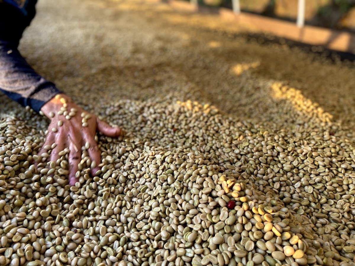 Porte Café de Especialidad Colombiano