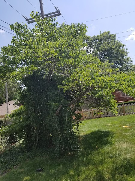 National Tree Service of Kansas City