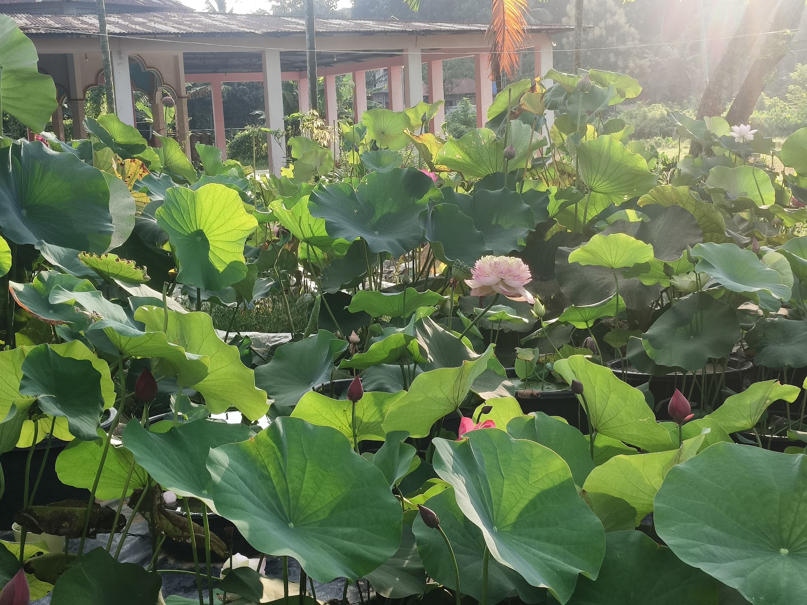 Agartala Blooms photo 1