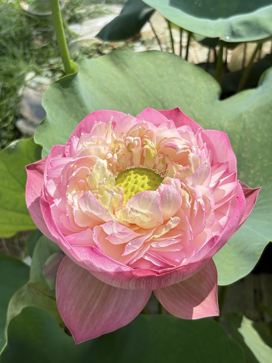 Agartala Blooms photo 3