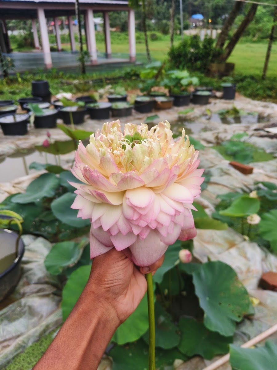 Agartala Blooms photo 6