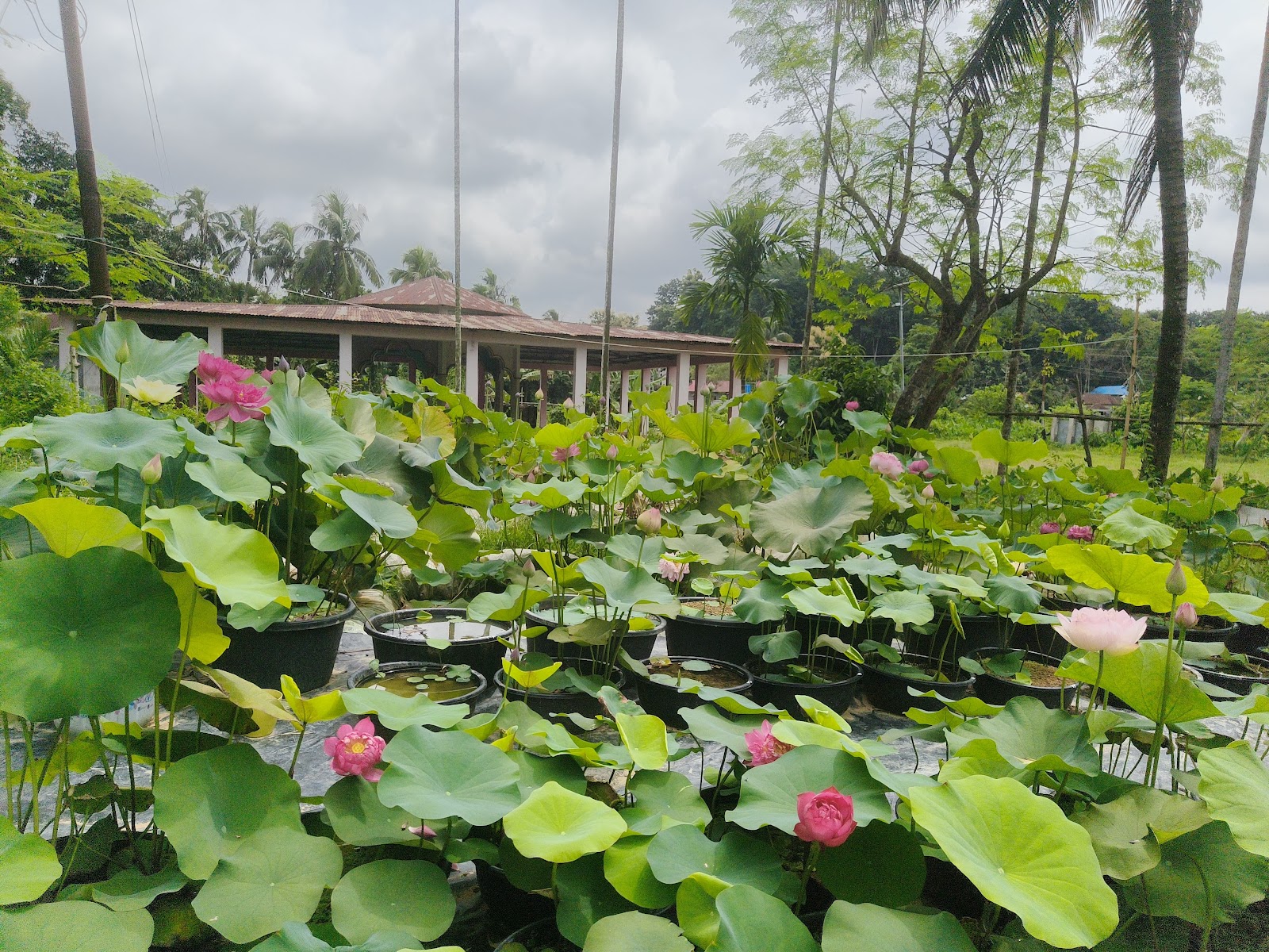Agartala Blooms photo 7
