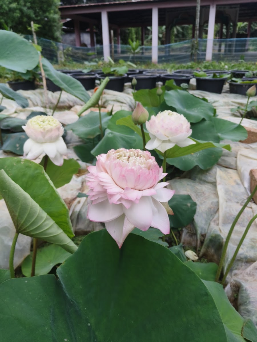 Agartala Blooms photo 2
