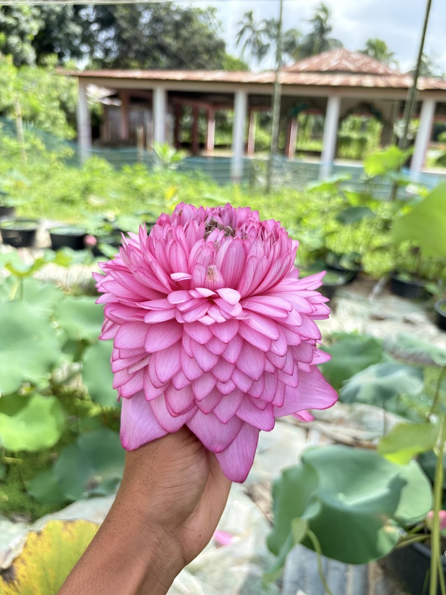 Agartala Blooms photo 5