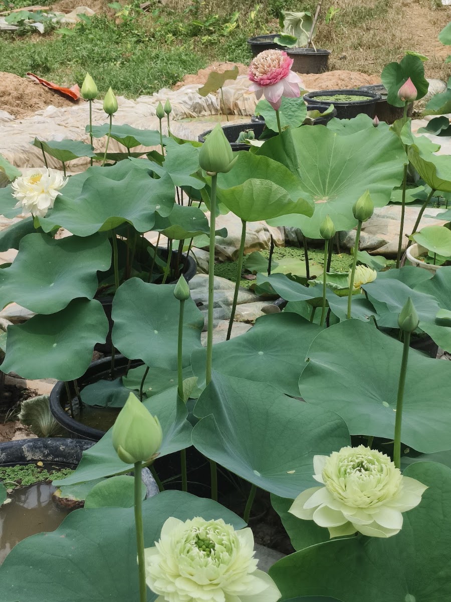 Agartala Blooms photo 4