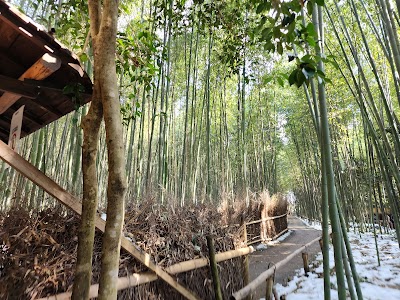 Arashiyama Bamboo Grove - 3