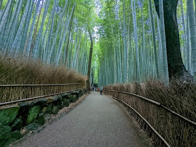 Arashiyama Bamboo Grove - 1