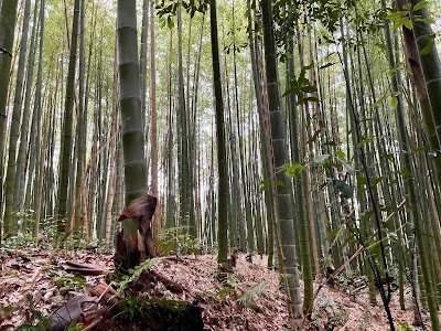 Arashiyama Bamboo Grove - 2