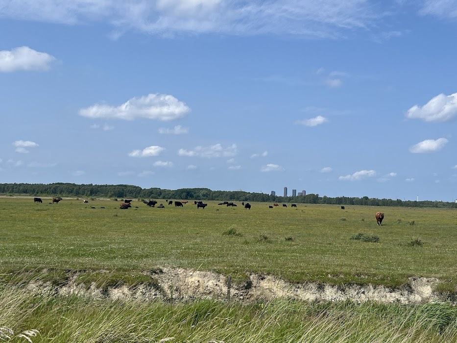 Kalvebod Fælled fotoğraf 1