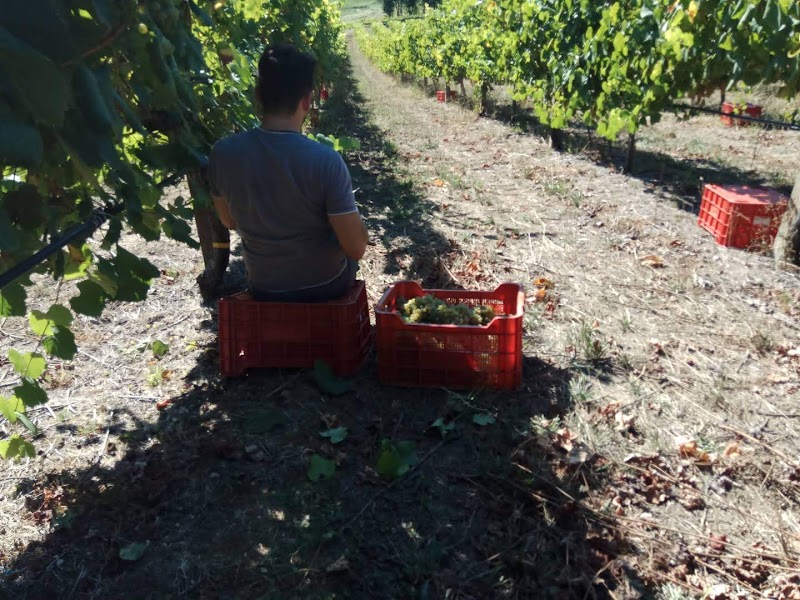 Adegas Campos e Pérez photo 5