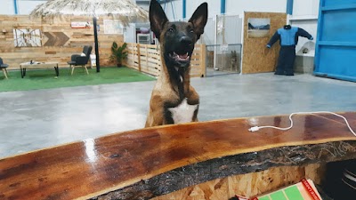 הכלב ואני - מרכז כלבני