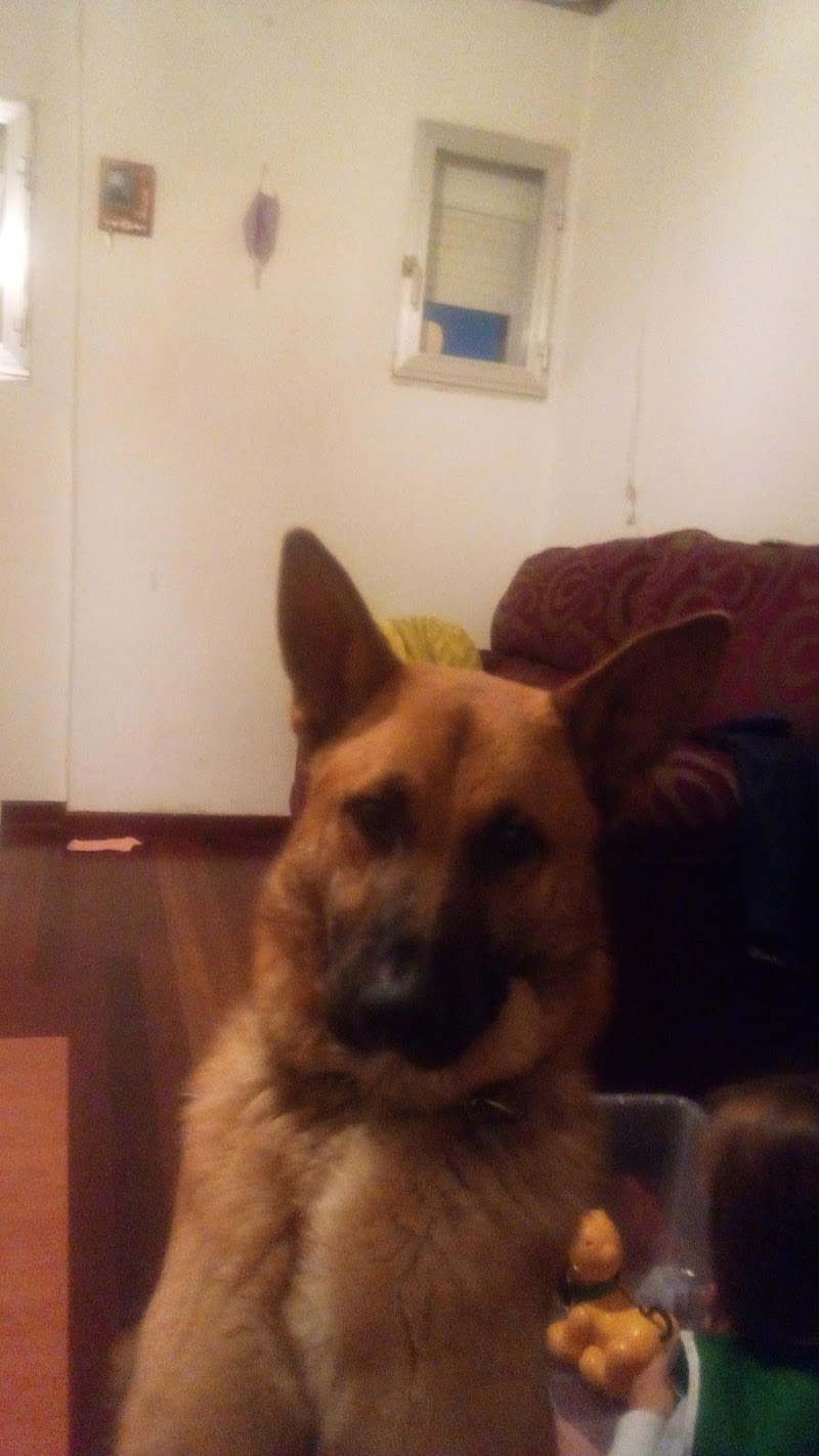 Centro Veterinario Da Limia S L