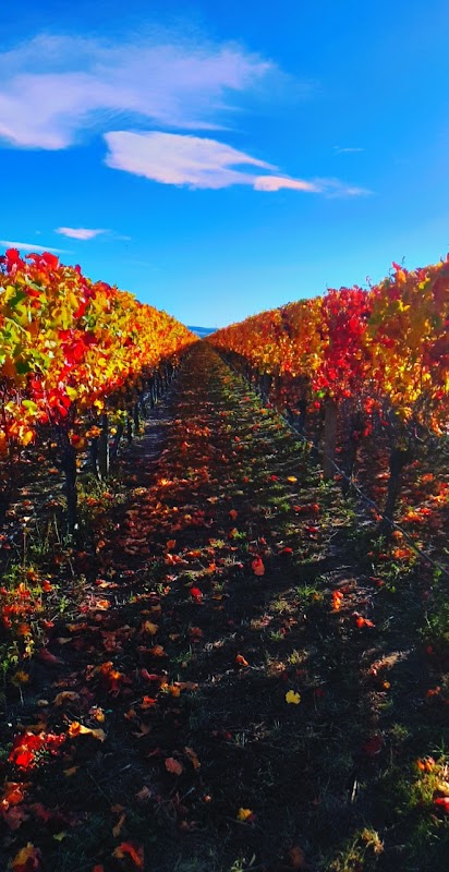 Waiata Vineyard