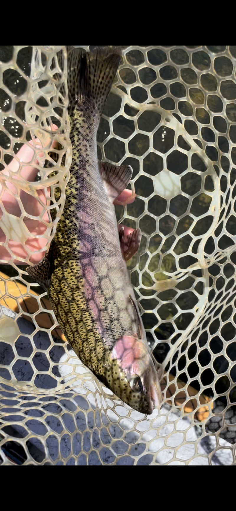 Red's Fly Shop LLC photo