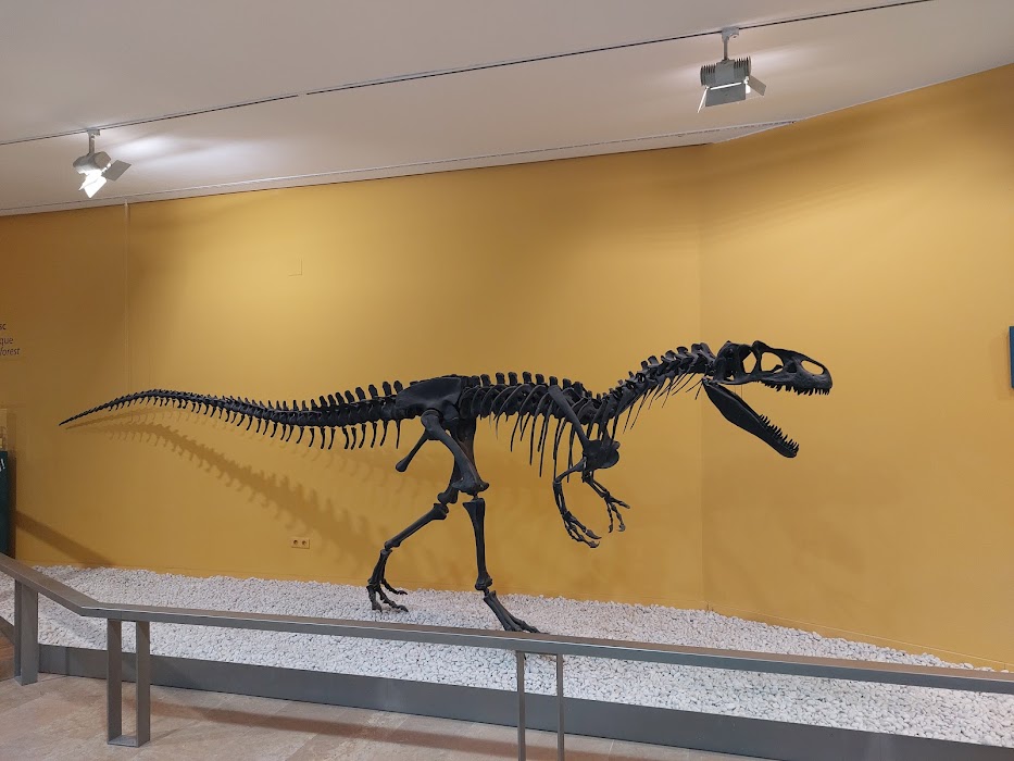 Museo de Ciencias Naturales fotoğraf 1