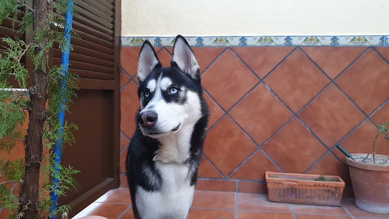 Clínica Veterinaria Tu Mascota S L