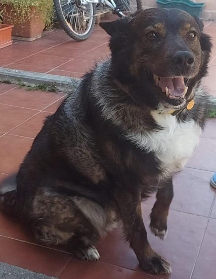 Consultorio Veterinario El Casar