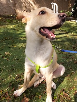 רופא וטרינר-ד"ר ישראל הייגני