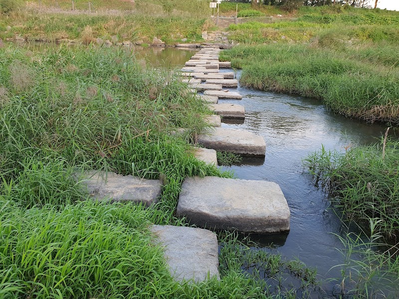 조천변벚꽃길 사진 2