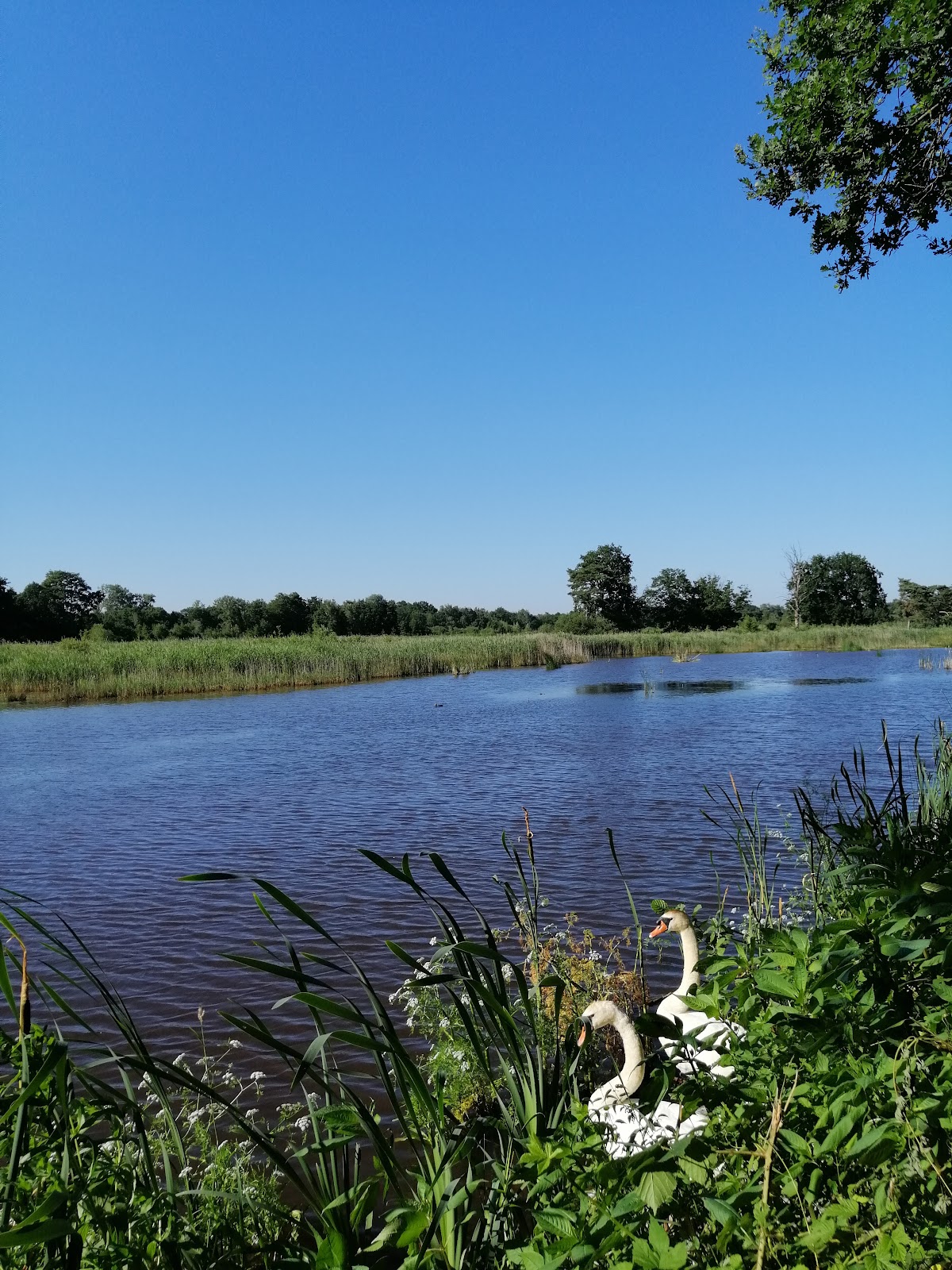 Platwijers