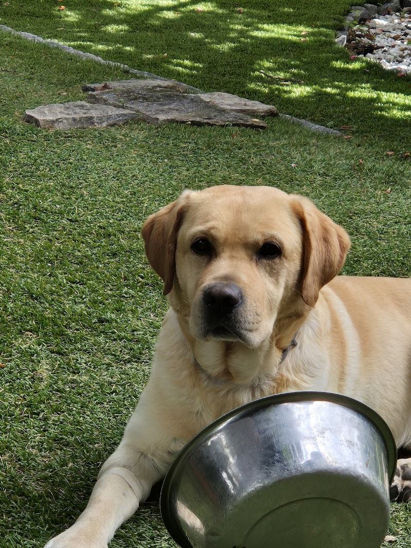 Clínica Veterinaria Becerril