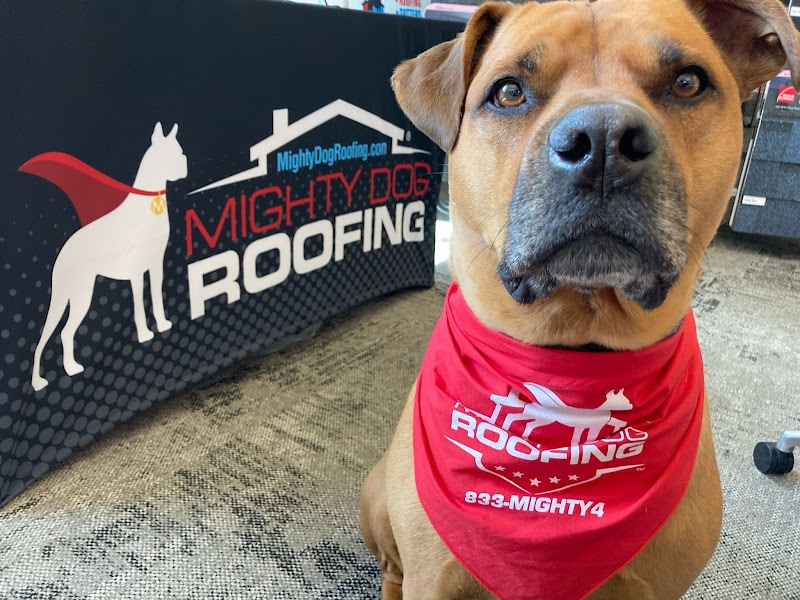 Mighty Dog Roofing of Downtown Denver photo 5