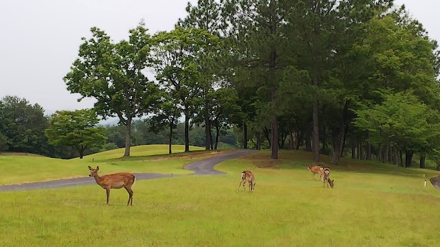 Lejas Crest Golf Club Royal - Photo 8