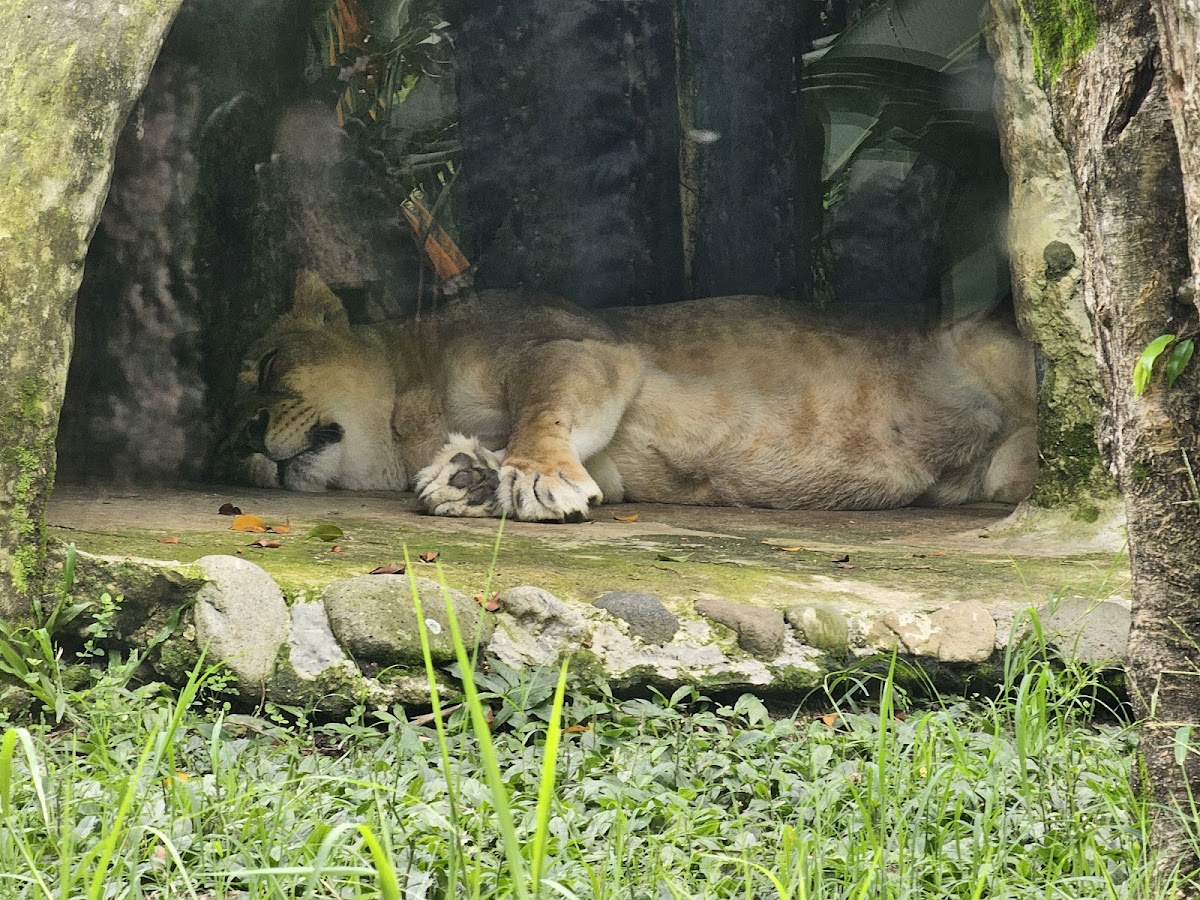 Parque de Conservación (Zoo)