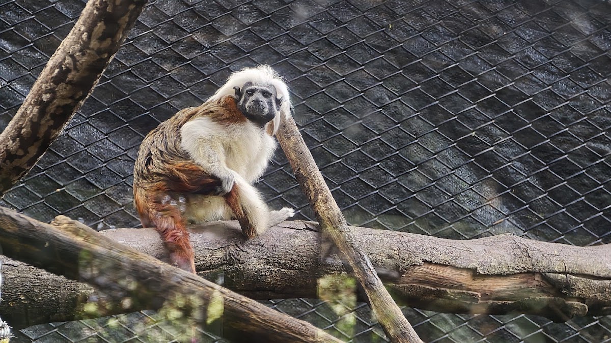 Parque de Conservación (Zoo)