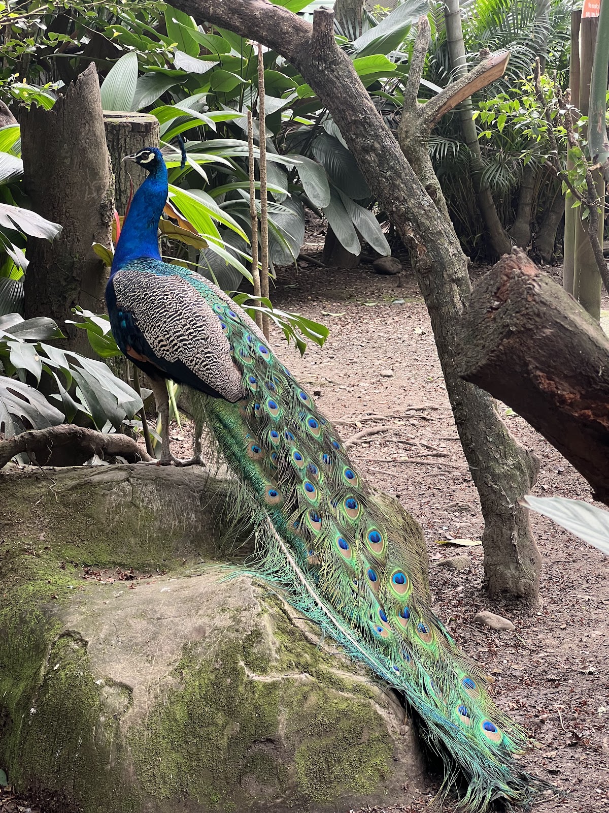 Parque de Conservación (Zoo)