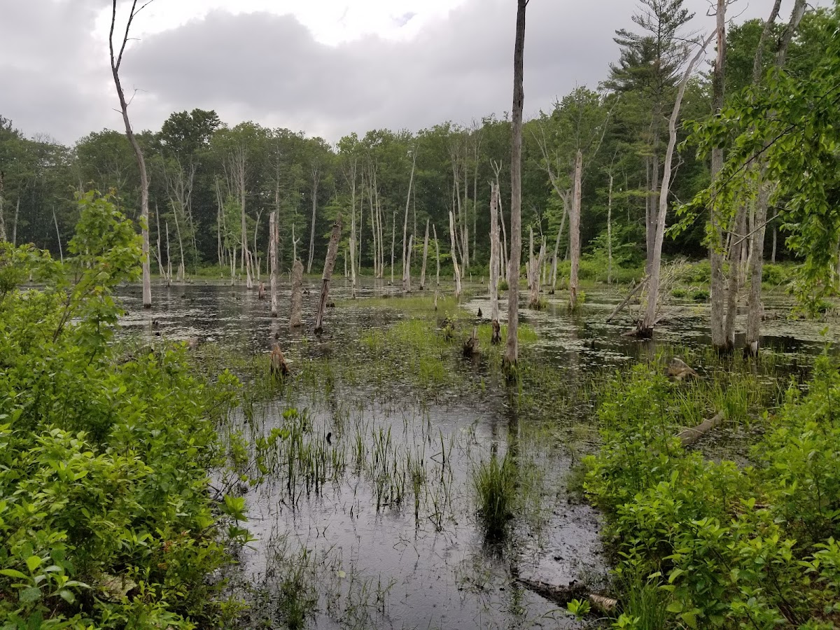 MassWildlife's Crane Pond Wildlife Management Area