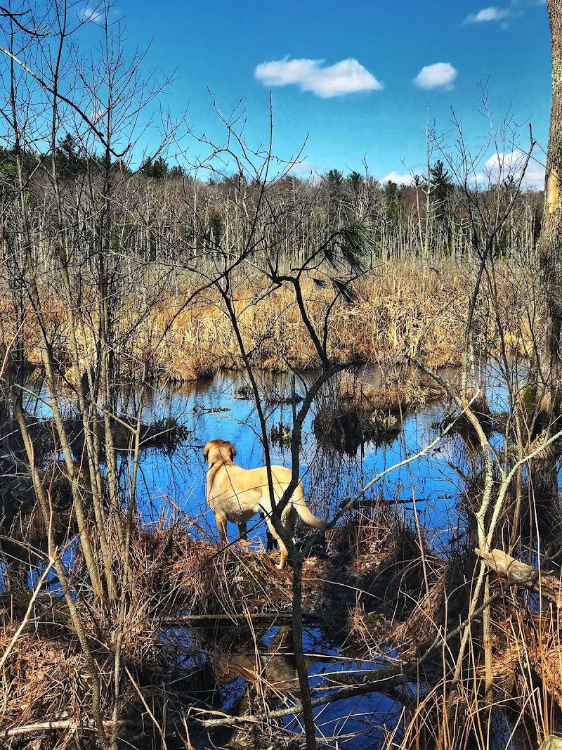 MassWildlife's Crane Pond Wildlife Management Area - Photo 4