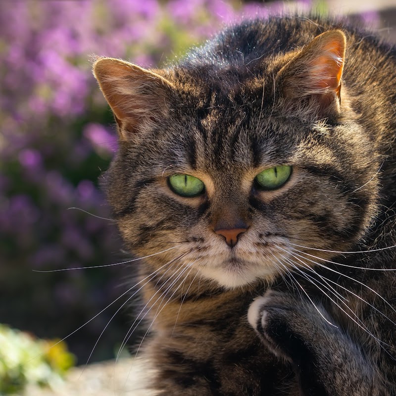 CENTRO VETERINARIO GUAU Y MIAU