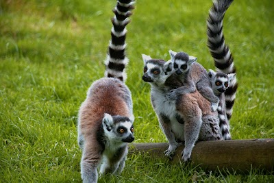 Lake District Wildlife Park