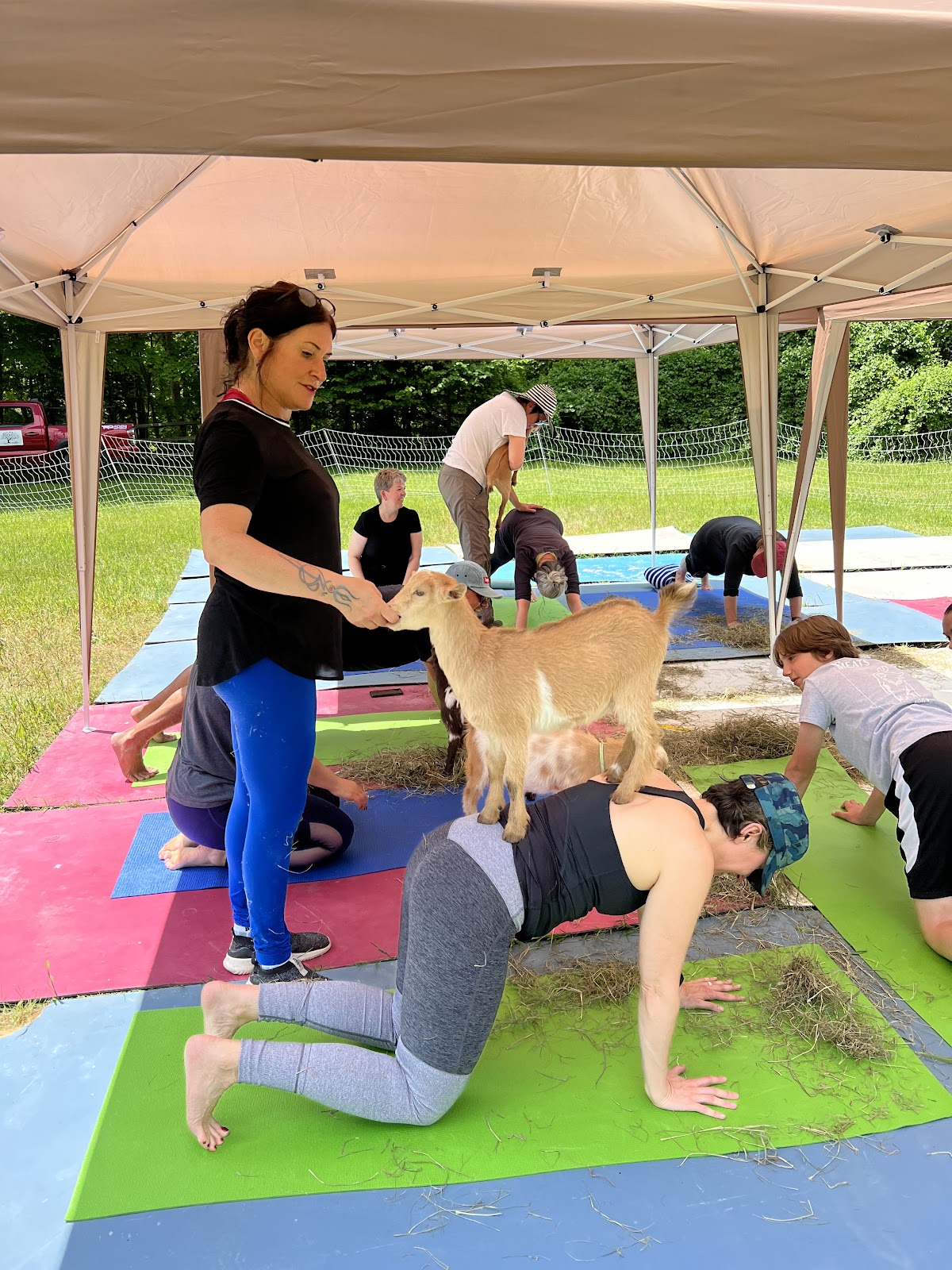 Woodstock Goat Yoga — 4