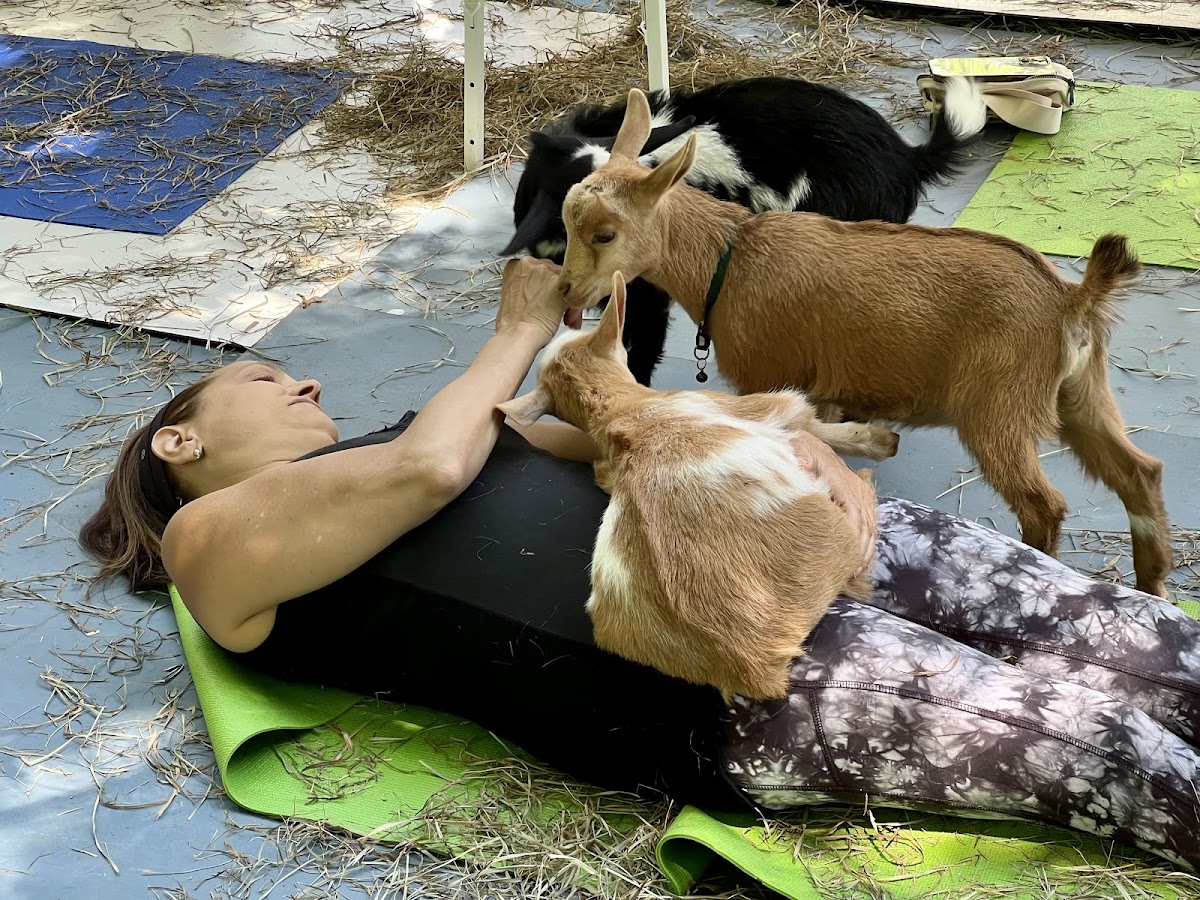 Woodstock Goat Yoga