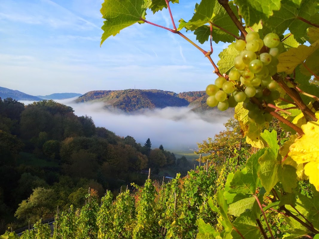 Mosel Weingut & Pension Riedel