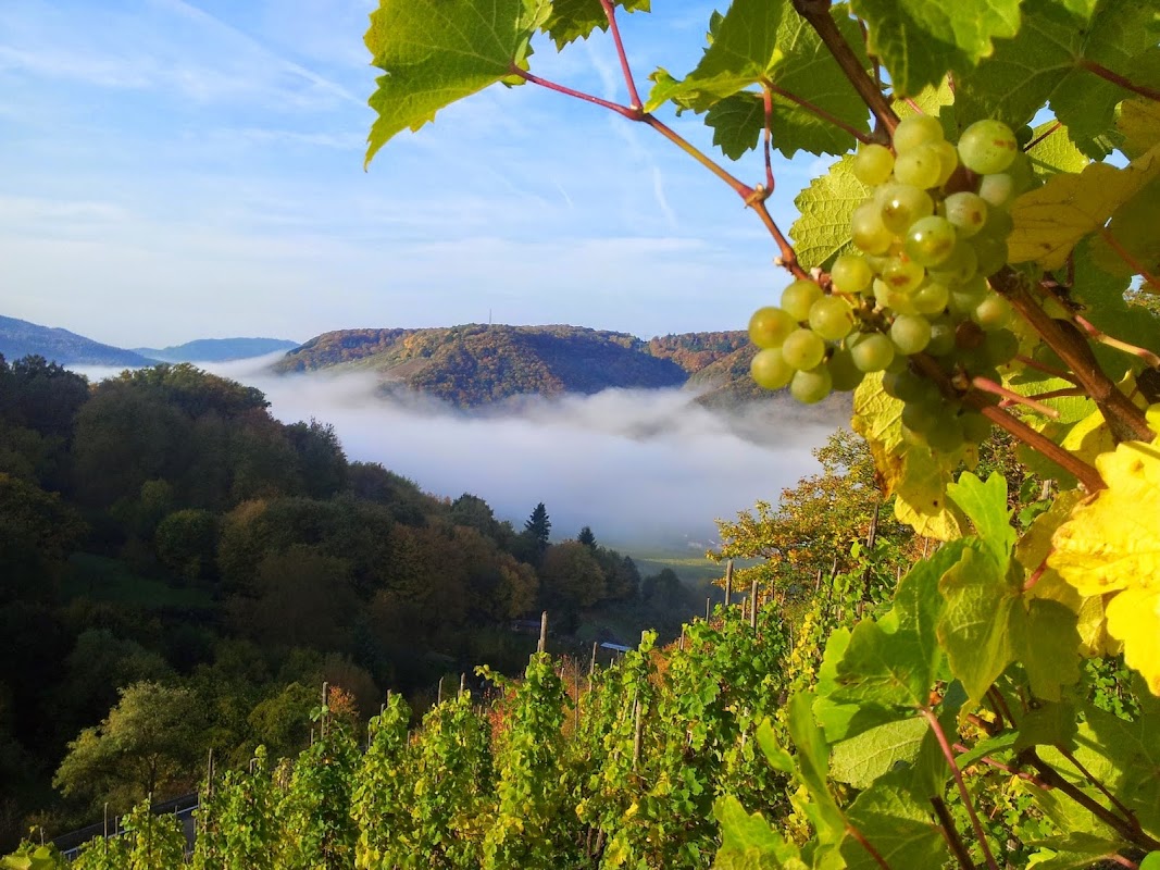 Mosel Weingut & Pension Riedel