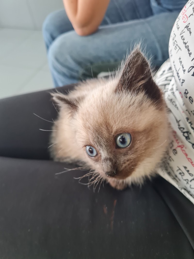 Centro Veterinario Pontevedra photo 2