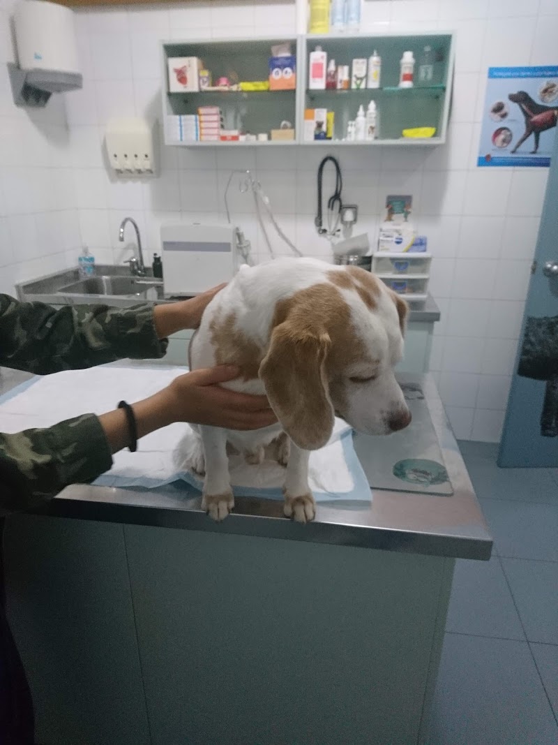 Centro Veterinario Pontevedra photo 4
