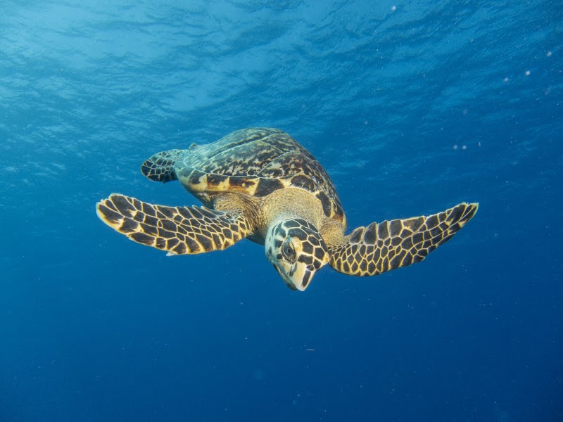 Living the Dream Divers photo 2