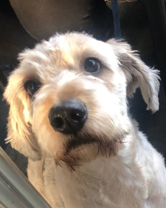 Centrocan Veterinario photo 2